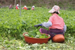 인제몰 (산채만),[산채만] 건나물 모음 곤드레 취나물 고사리