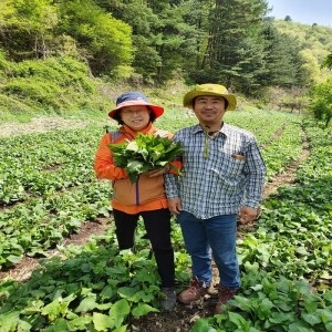 인제몰 (산채만),산채만 강원도 인제 명이 나물 산마늘  절임간장소스증정 농협품질보증 1kg, 2kg