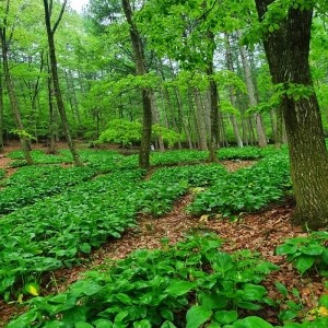 인제몰 (산채만),산채만 강원도 인제 명이 나물 산마늘  절임간장소스증정 농협품질보증 1kg, 2kg